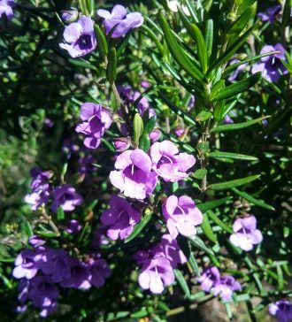 Prostanthera scutellarioides in 50mm Forestry Tube
