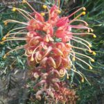 Grevillea Strawberry Sundae - Australian Native Plant