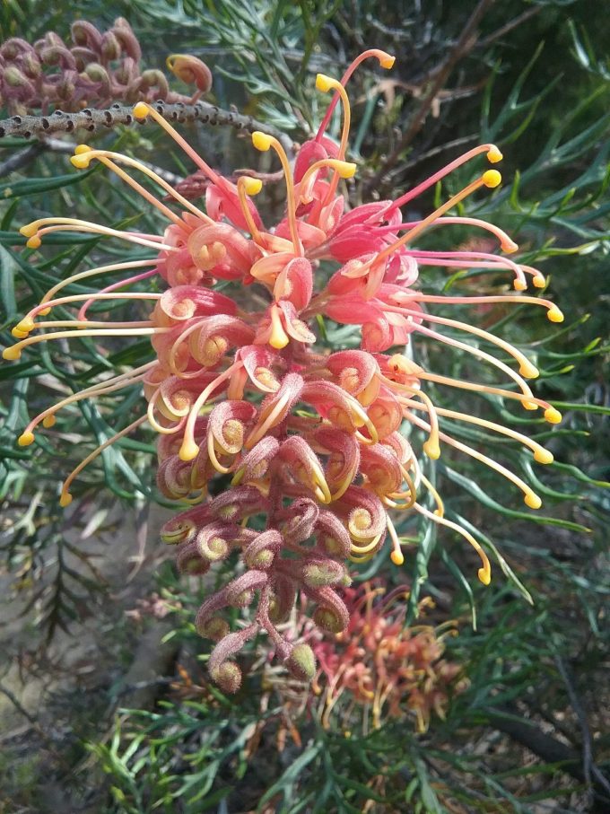 Grevillea Strawberry Sundae - Australian Native Plant