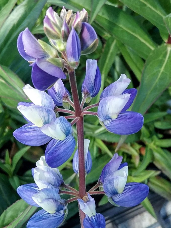 Lupinus albifrons - Perennial Plant