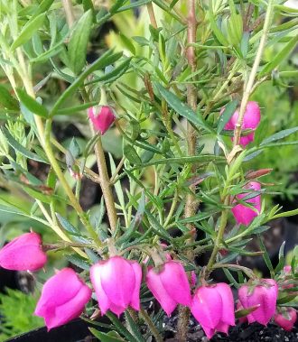 Boronia Carousel - Australian Native Plant