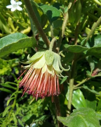 Diplolaena - Australian Native Plant