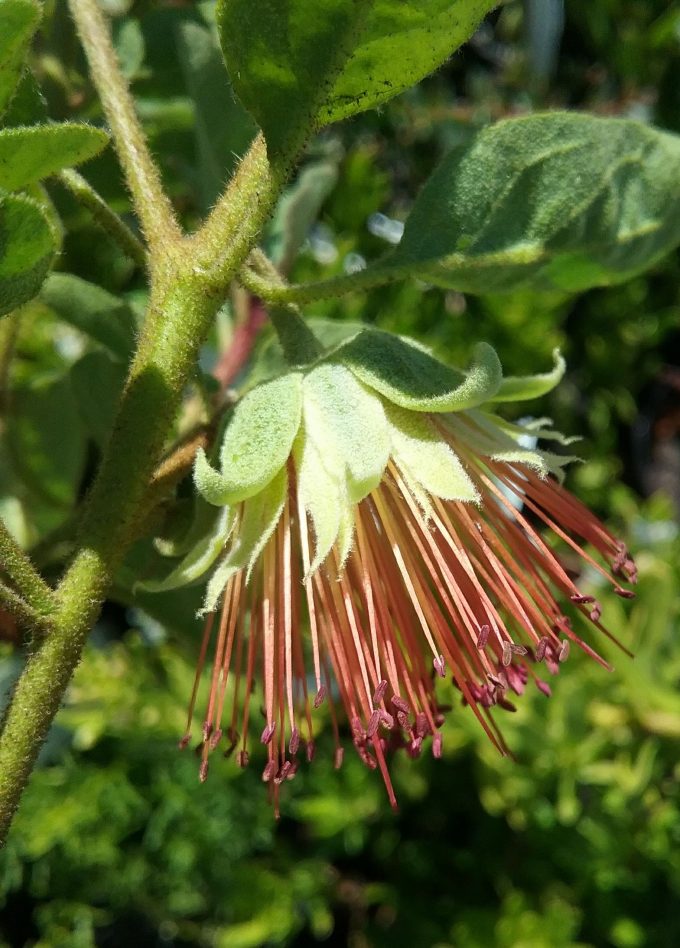 Diplolaena - Australian Native Plant