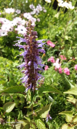 Agastache rugosa - Perennial Plant