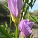 Alyogyne Lavender Rose - Australian Native Plant