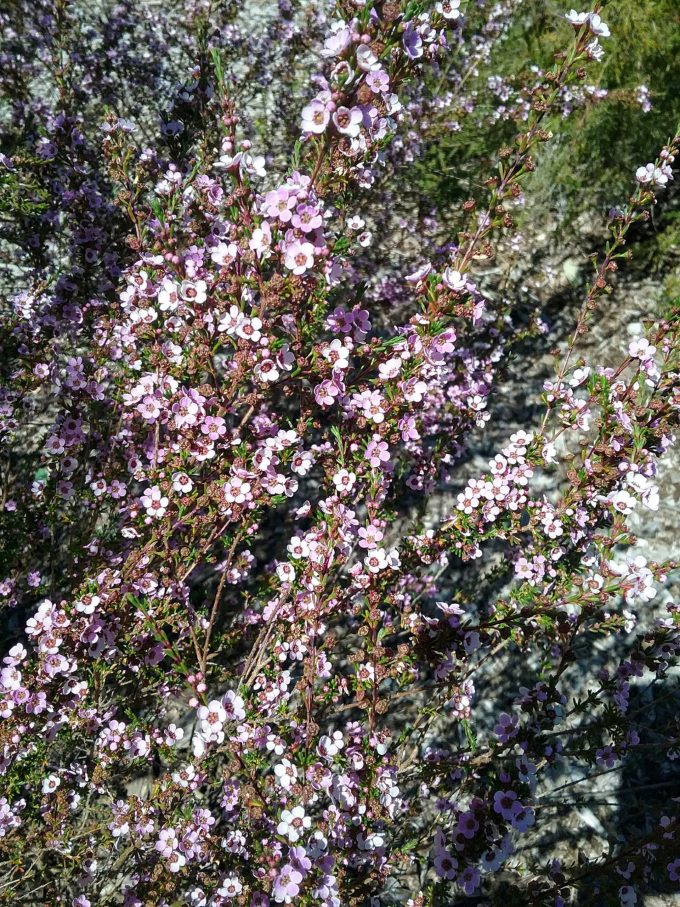Astartea Winter Pink - Australian Native Plant