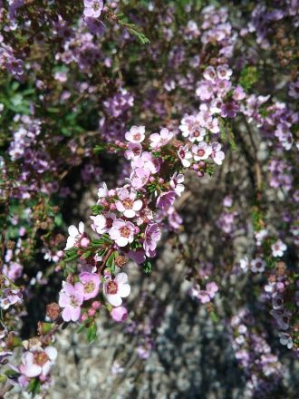 Astartea Winter Pink in 68mm Super Tube – Trigg Plants