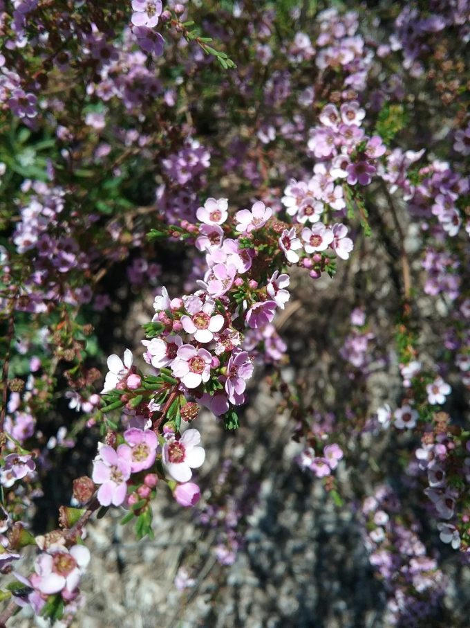 Astatea Winter Pink - Australian Native Plant