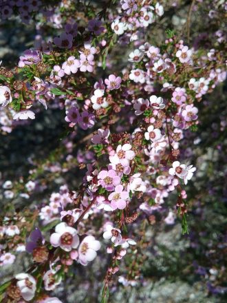 Astartea Winter Pink - Australian Native Plant