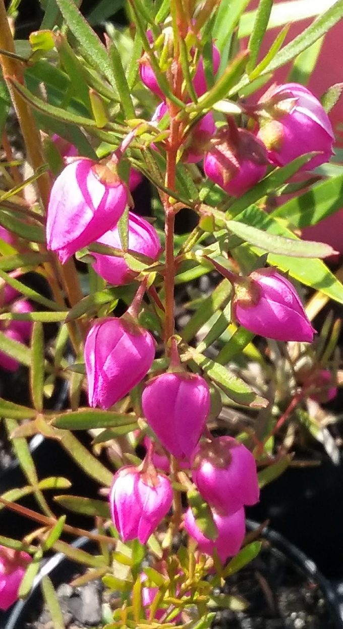 Boronia heterophylla Pixie - Australian Native Plant