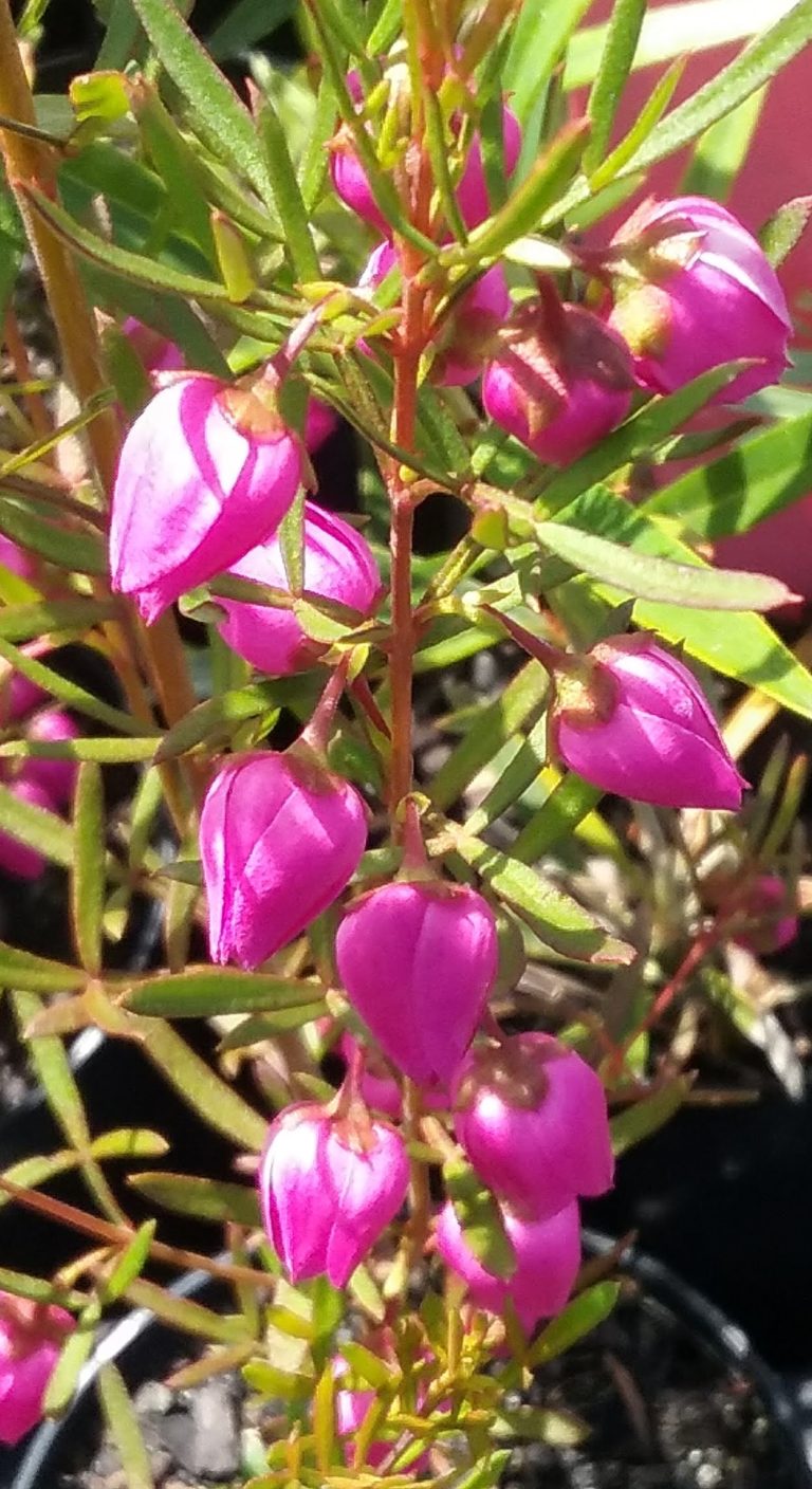 Boronia heterophylla Pixie in 68mm Super Tube – Trigg Plants