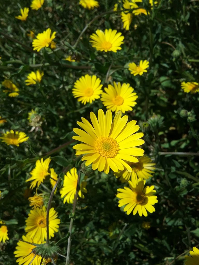Calendula maroccana - Perennial Plant