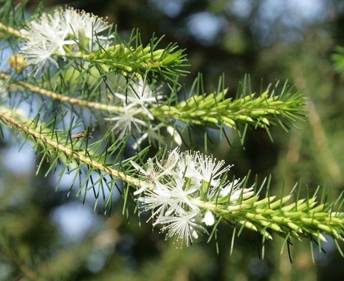 Calytrix acutifolia - Australian Native Plant