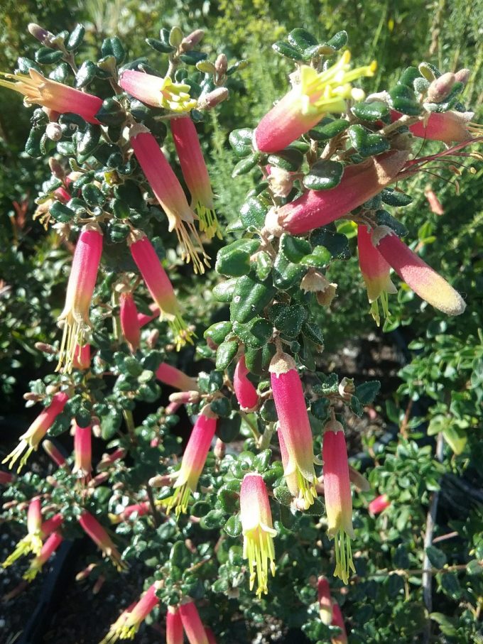 Correa Redex - Australian Native Plant