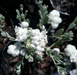 Dicrastylis globifera - Australian Native Plant