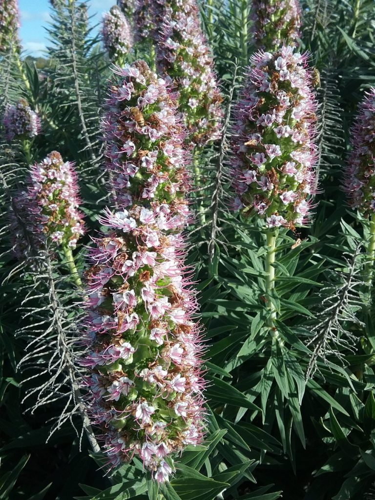 Echium candicans pink - Perennial Plant