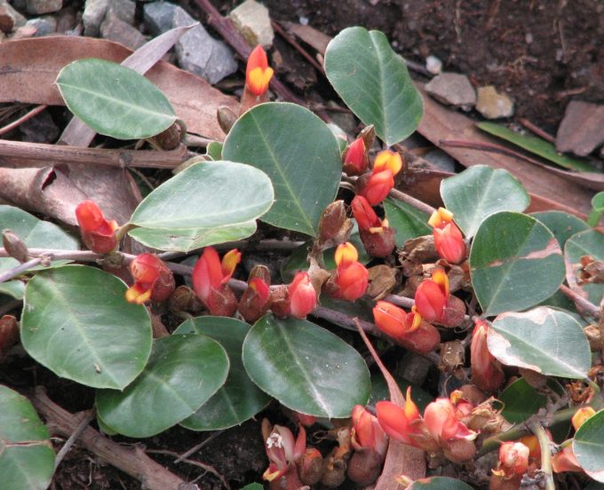Gastrolobium latifolium - Australian Native Plant