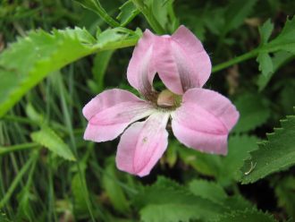 Goodenia macmillanii - Australian Native Plant