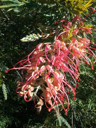 Grevillea Coconut Ice in 50mm Forestry Tube – Trigg Plants