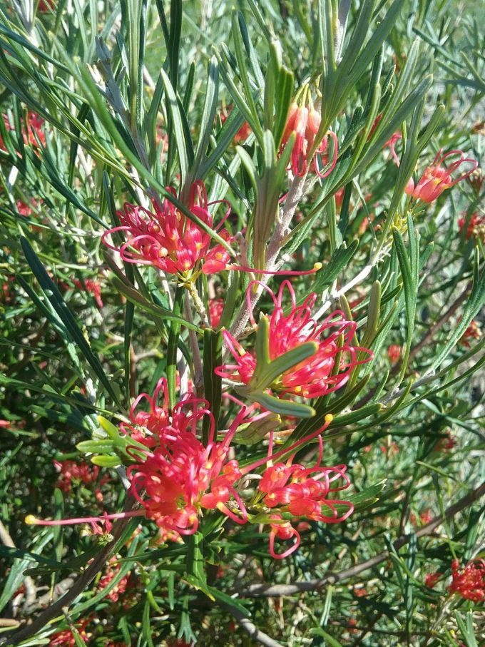 Grevillea Red Sunset - hardy Australian native shrub