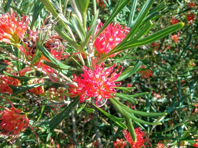 Grevillea Red Sunset - Australian Native Plant