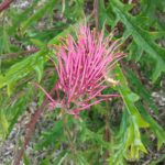 Grevillea barklyana - Australian Native Plant