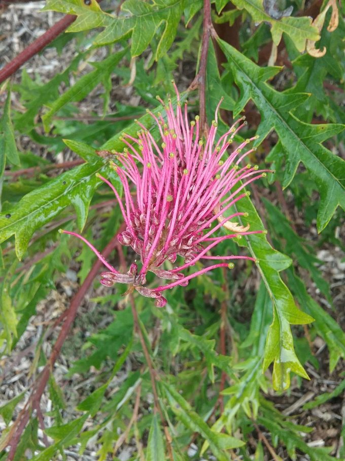 Grevillea barklyana - Australian Native Plant