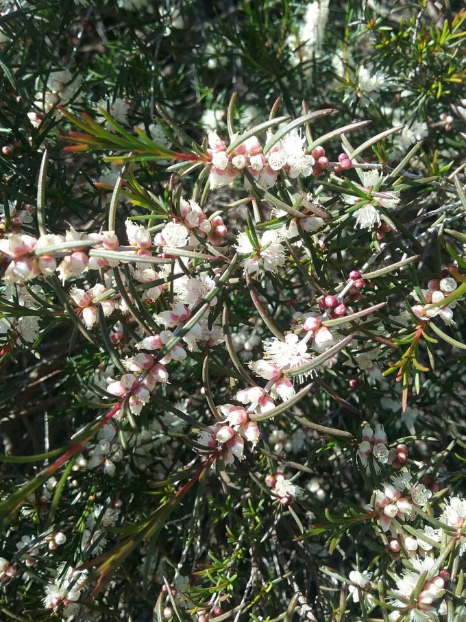 Hypocalymma angustifolia rubrum - Australian Native Plant