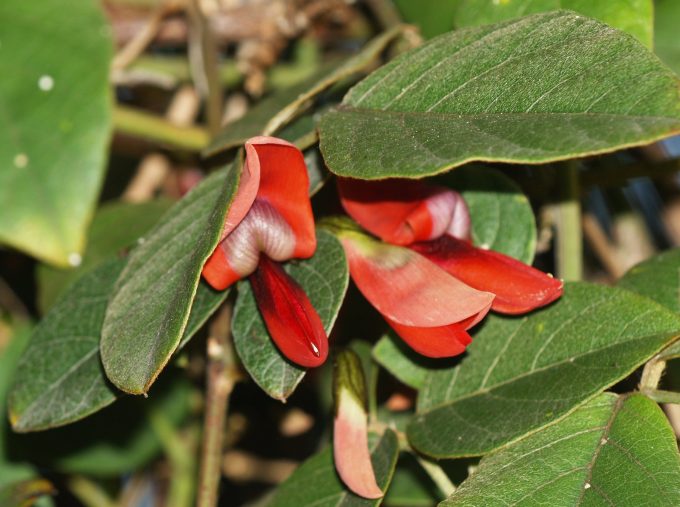 Kennedia rubicunda - Australian native Plant