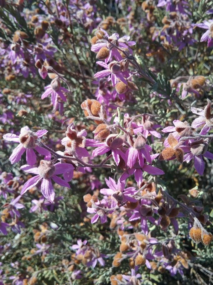 Lysiosepalum involucratum- Australian Native Plant