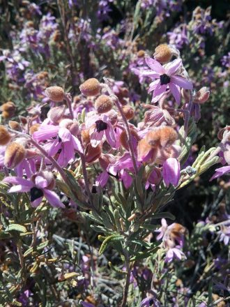 Lysiosepalum involucratum - Australian Native Plant