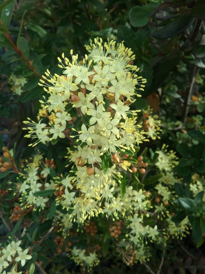 Phebalium squamulosum - Australian Native Plant