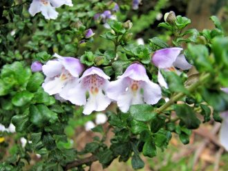 Prostanthera cuneata in 50mm Forestry Tube