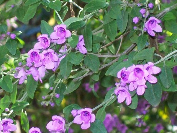 Prostanthera ovalifolia (Mint bush) in 75mm supergro tube – Trigg Plants