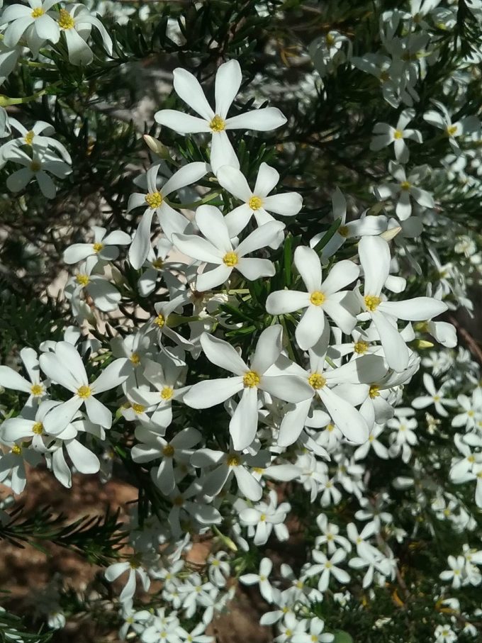 Ricinocarpus tuberculatus - Australian Native Plant