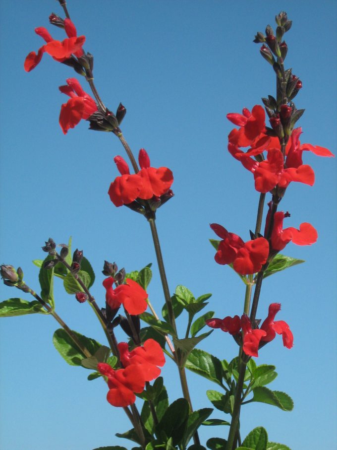 Salvia Royal Bumble - Perennial Plant