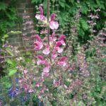 Salvia viscosa - Perennial Plant