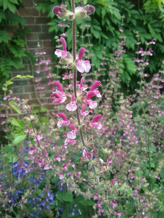 Salvia viscosa - Perennial Plant