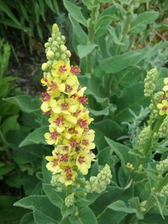 Verbascum nigrum - Perennial Plant