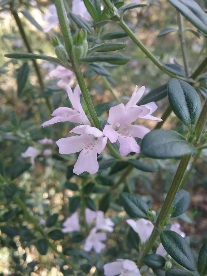 Westringia Poorinda Parvane - Australian Native Plant