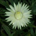 Xerochrysum Cockatoo - Australian Native Plant