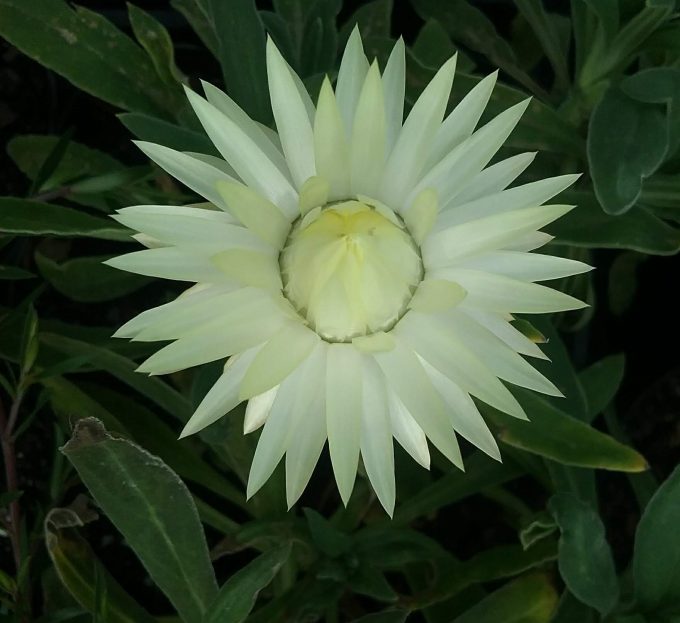 Xerochrysum Cockatoo - Australian Native Plant