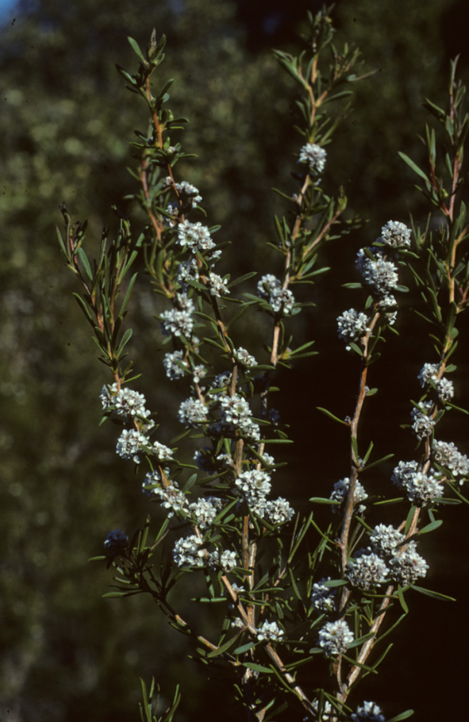 Taxandria linearifolia - Australian Native Plant
