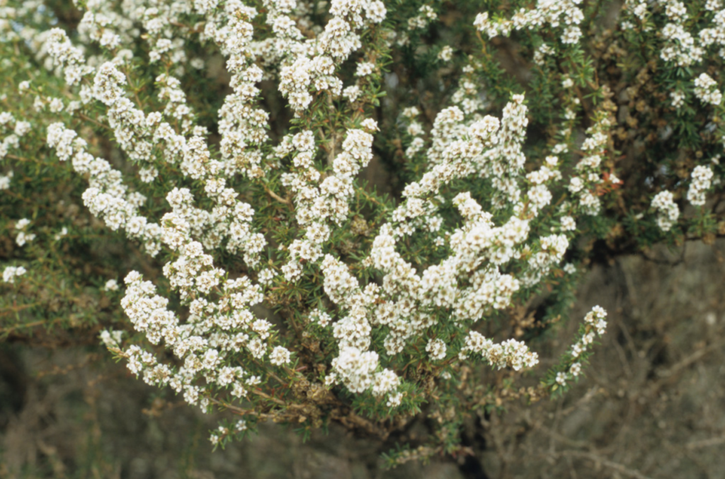 Taxandria parviceps -n Australian Native Plant