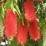 Callistemon Harkness - Australian Native Plant