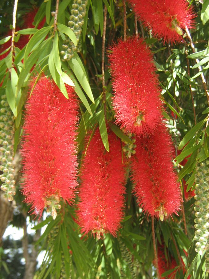 Callistemon Harkness - Australian Native Plant