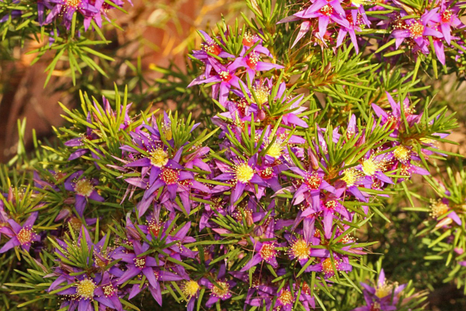 Calytrix depressa - Australian Native Plant