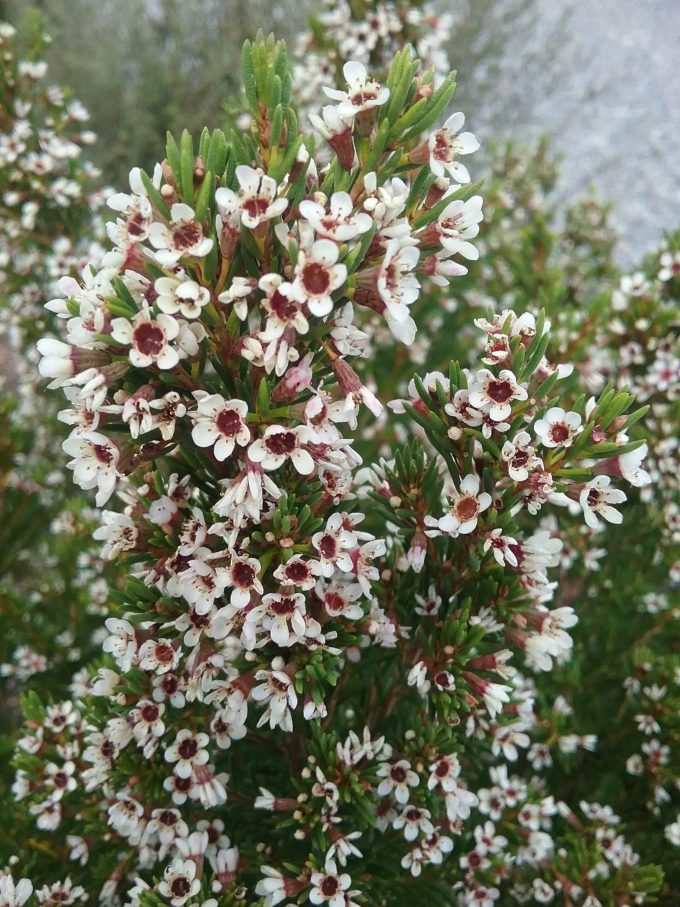 Chamelaucium floriferum - Australian Native Plant