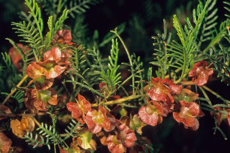 Dodonaea sinuolata - Australian Native Plant