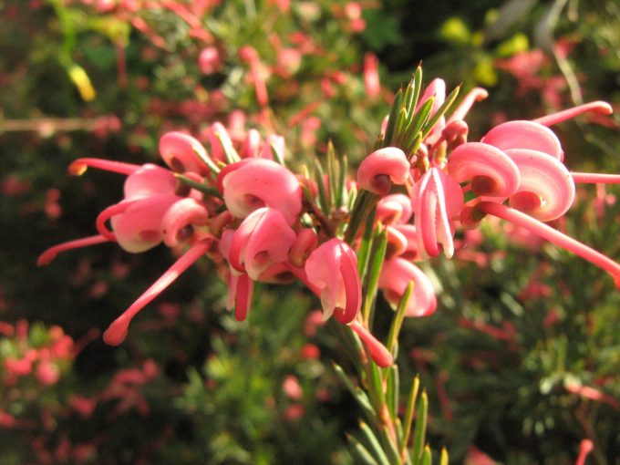 Grevillea rosmarinifolia - Australian Native Plant